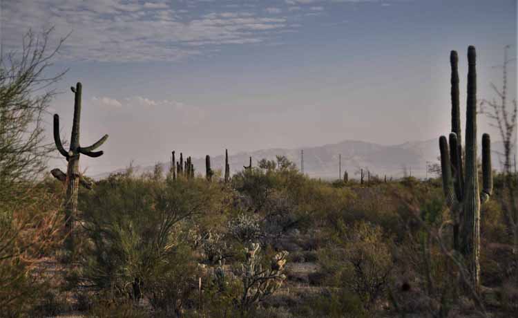 saguaro